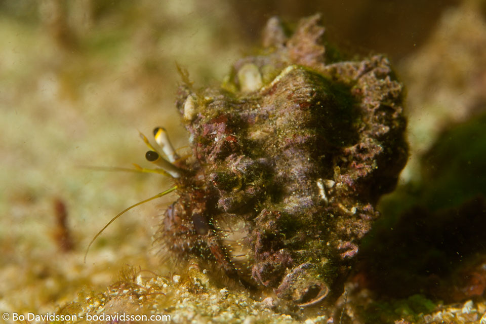BD-160103-Malapasqua-2118-Dardanus-lagopodes-(Forskål.-1775)-[Reef-hermit-crab].jpg